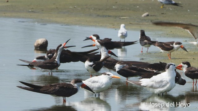 Black Skimmer - ML537084861