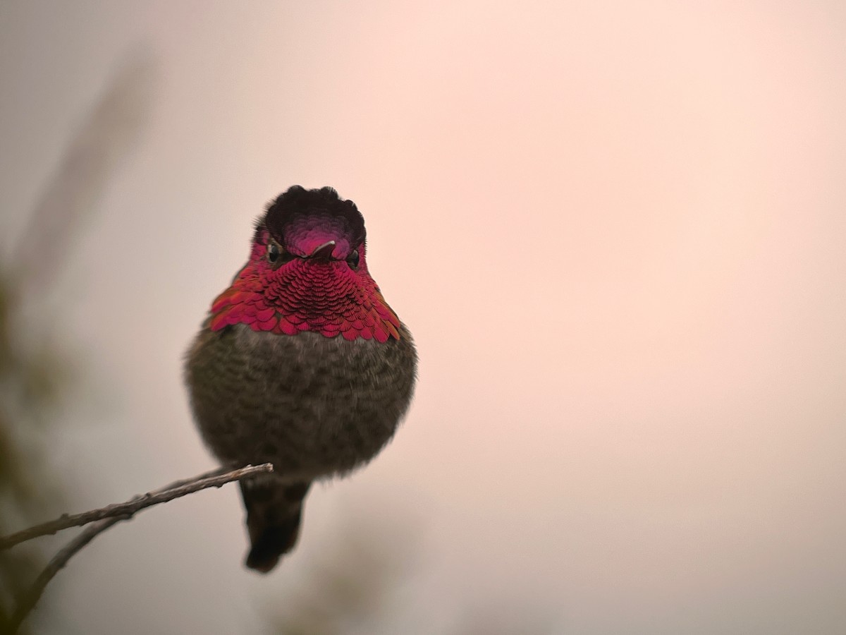 Anna's Hummingbird - ML537085411