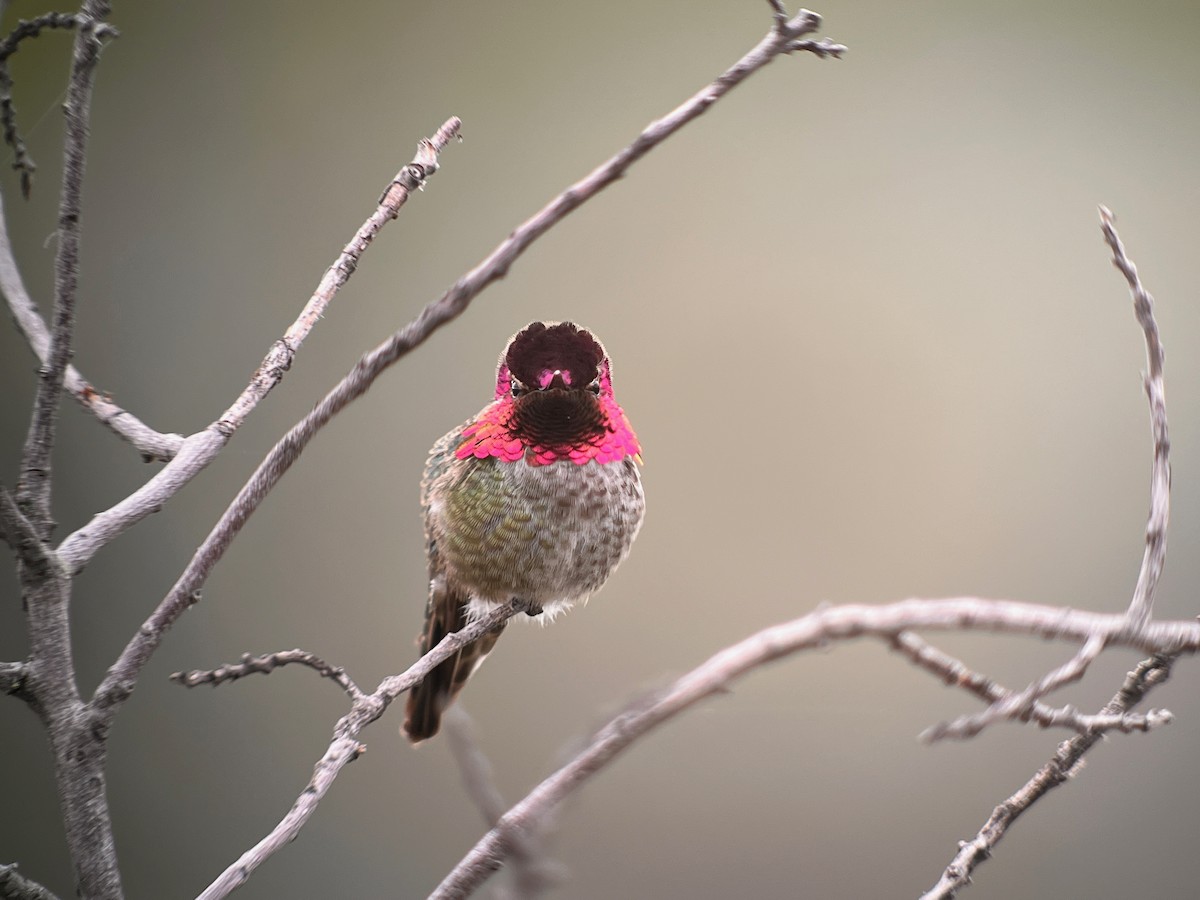 Anna's Hummingbird - ML537085421