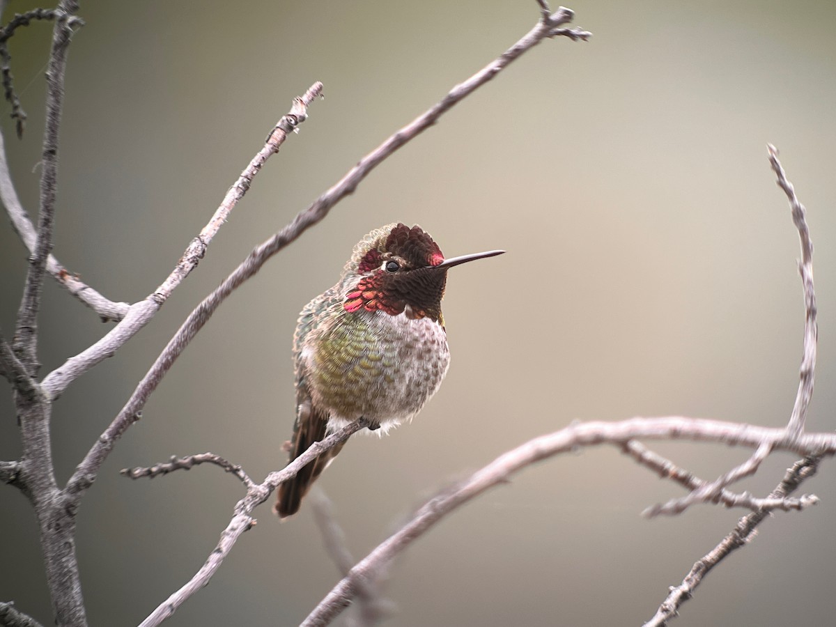 Anna's Hummingbird - ML537085441