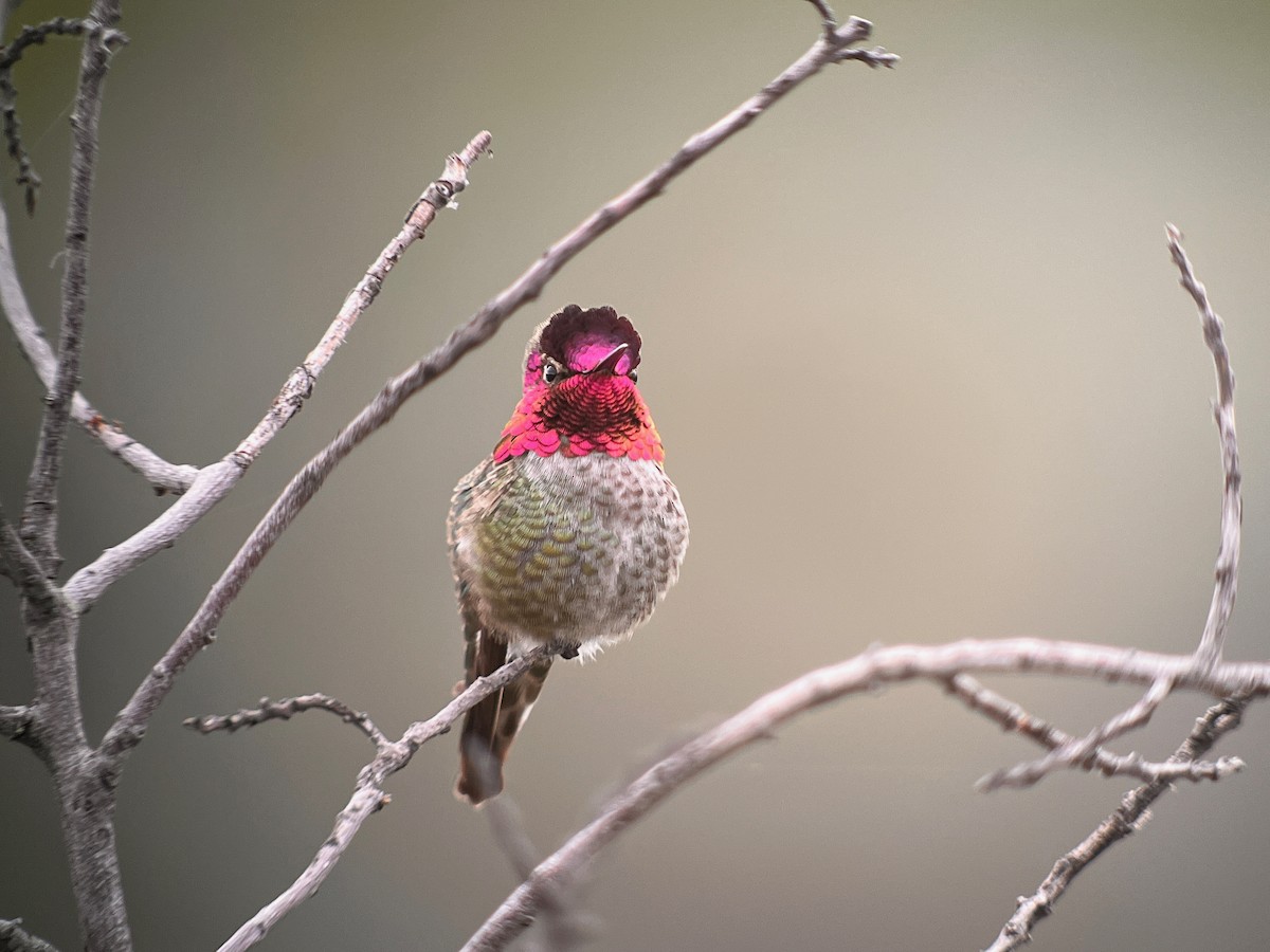 Anna's Hummingbird - ML537085451