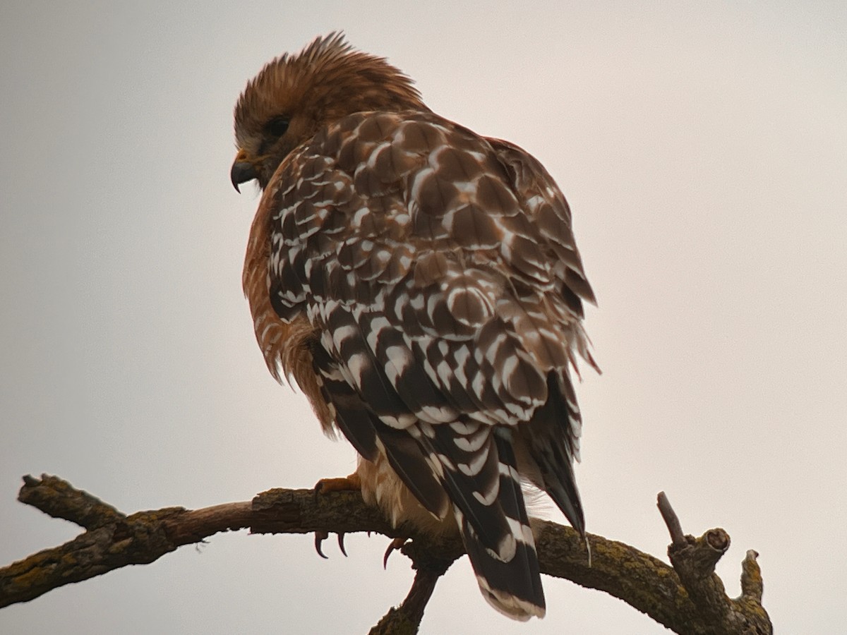 Red-shouldered Hawk - Rodd Kelsey