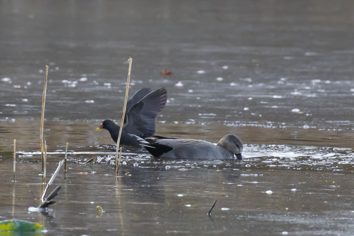 Gadwall (Common) - ML537086021