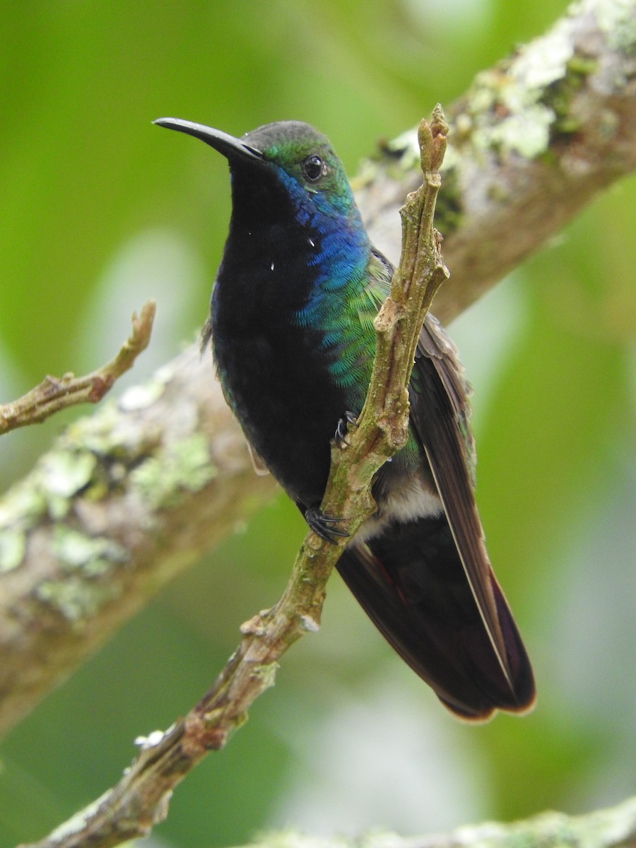 kolibřík tropický - ML537086161