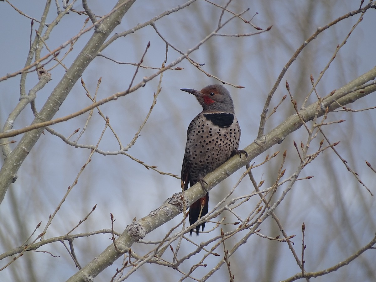 Northern Flicker (Red-shafted) - ML537086531