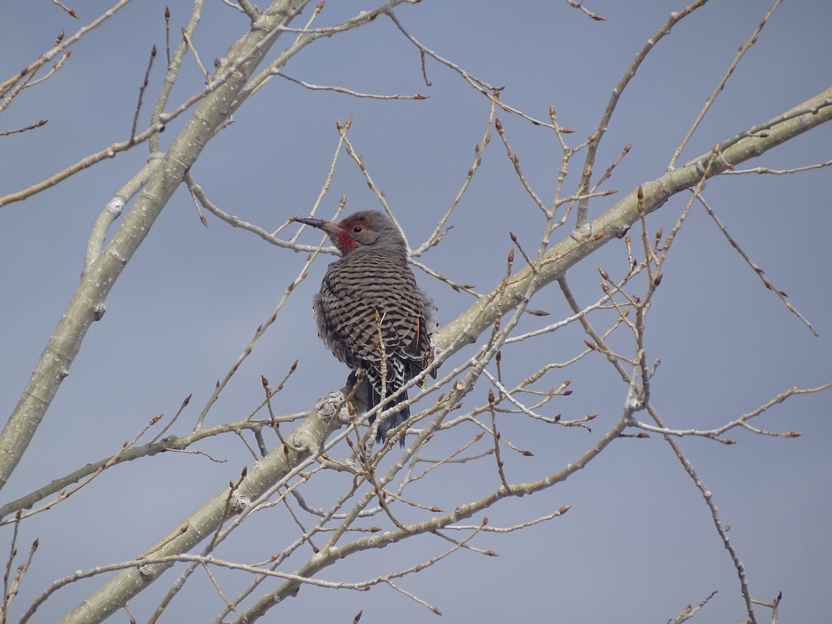 Northern Flicker (Red-shafted) - ML537086691