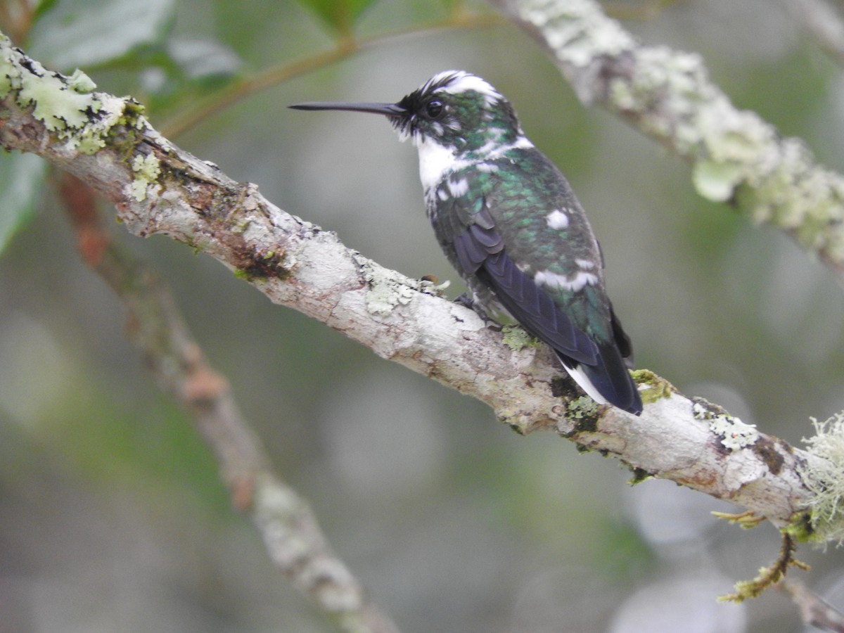 White-throated Hummingbird - ML537087351