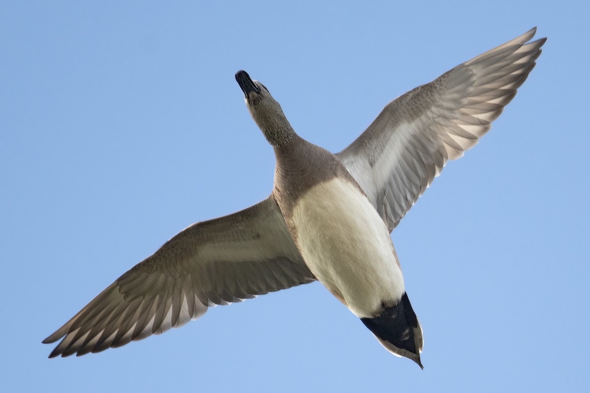 American Wigeon - ML537087461