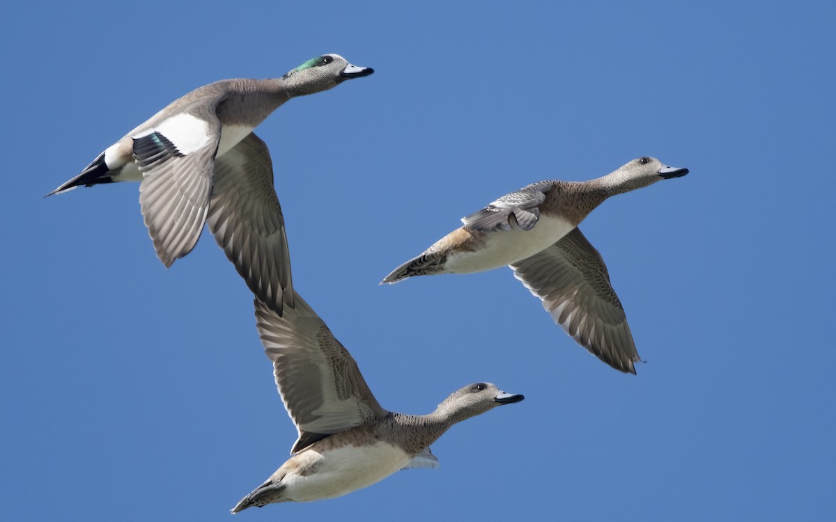 American Wigeon - ML537087471