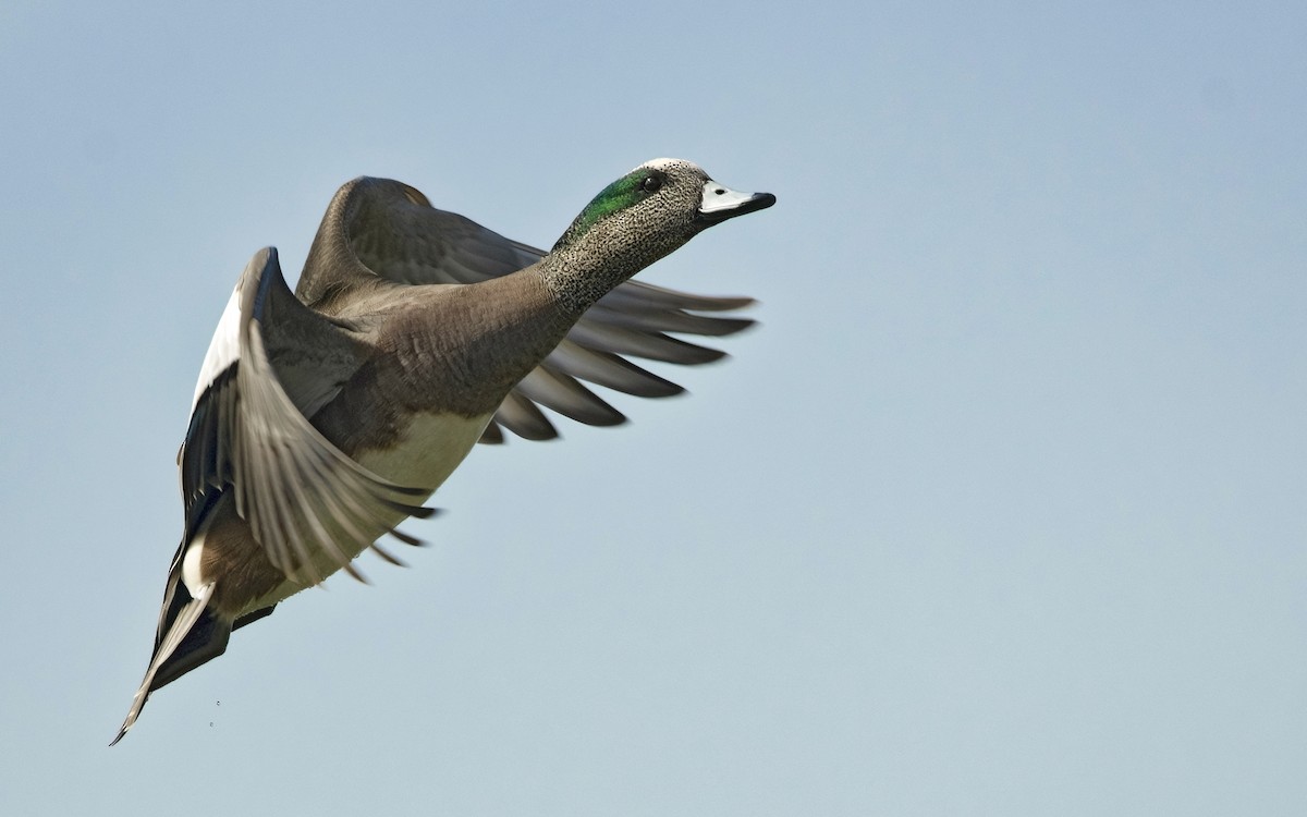 American Wigeon - ML537087481