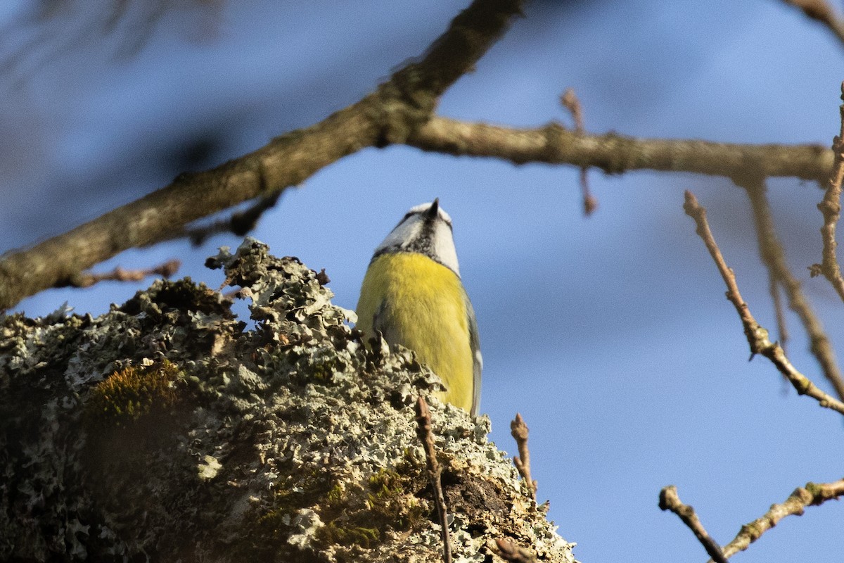 Eurasian Blue Tit - Magdalena Nogaj