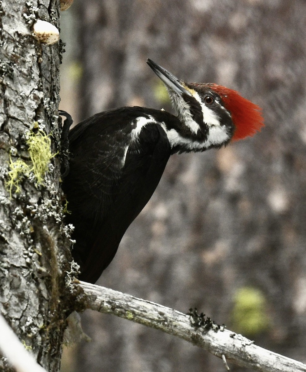 Pileated Woodpecker - ML537089761
