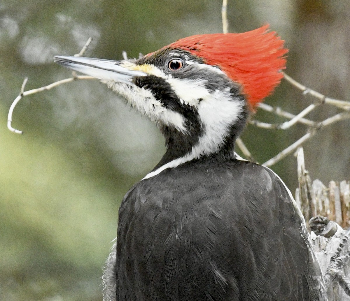 Pileated Woodpecker - ML537089791