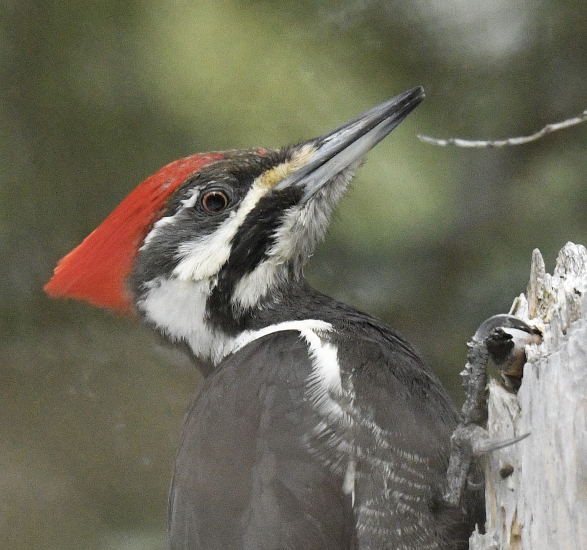 Pileated Woodpecker - ML537089801