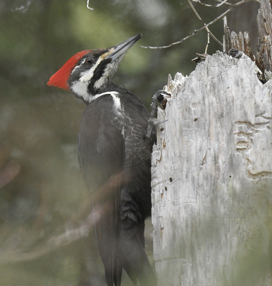 Pileated Woodpecker - ML537089821