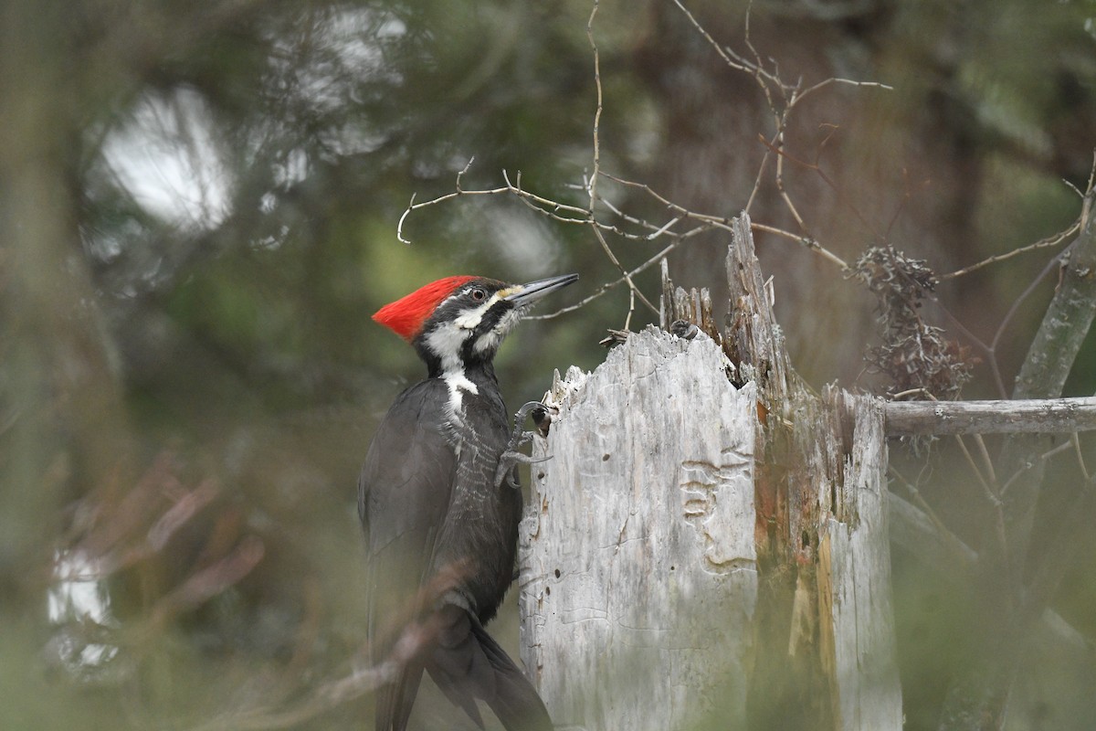 Pileated Woodpecker - ML537089831