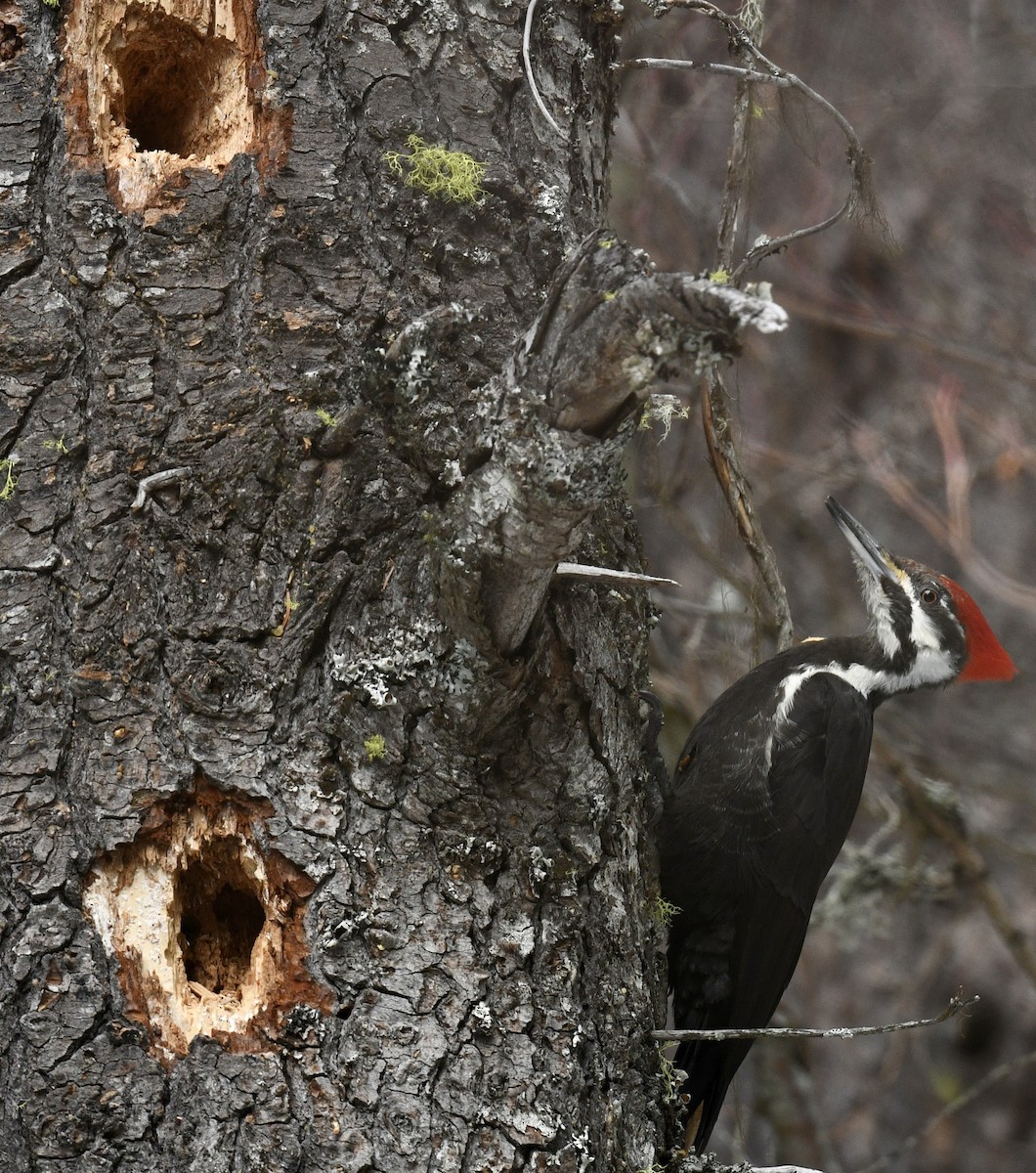 Pileated Woodpecker - ML537090061