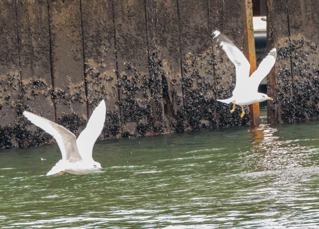 Iceland Gull - ML537090711