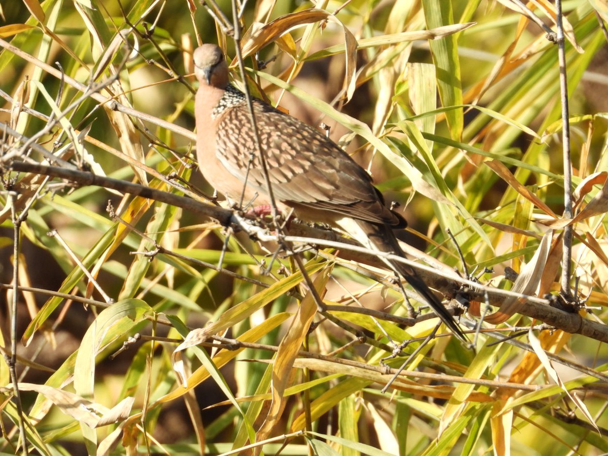 Spotted Dove - ML537091721