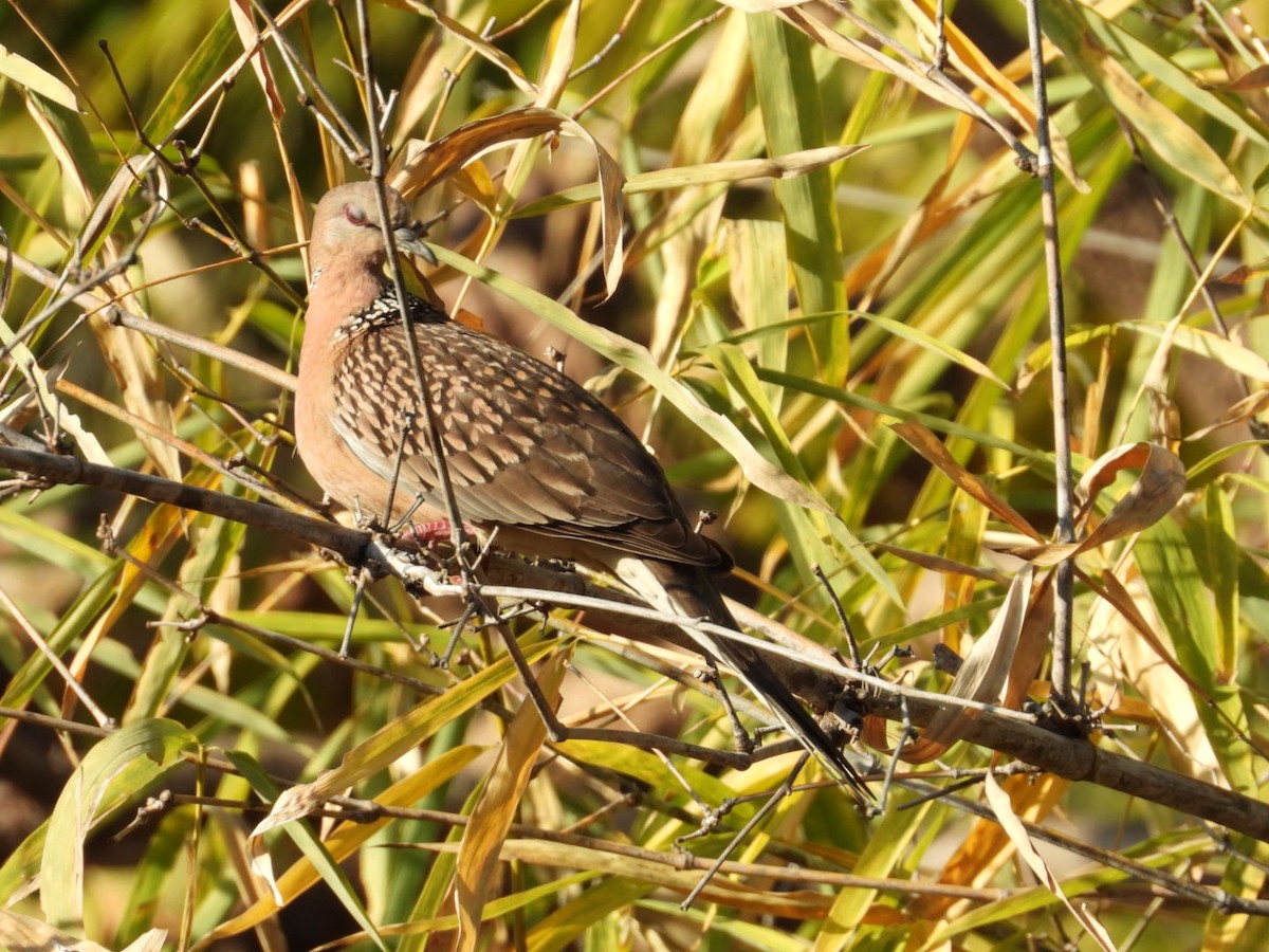 Spotted Dove - ML537091731