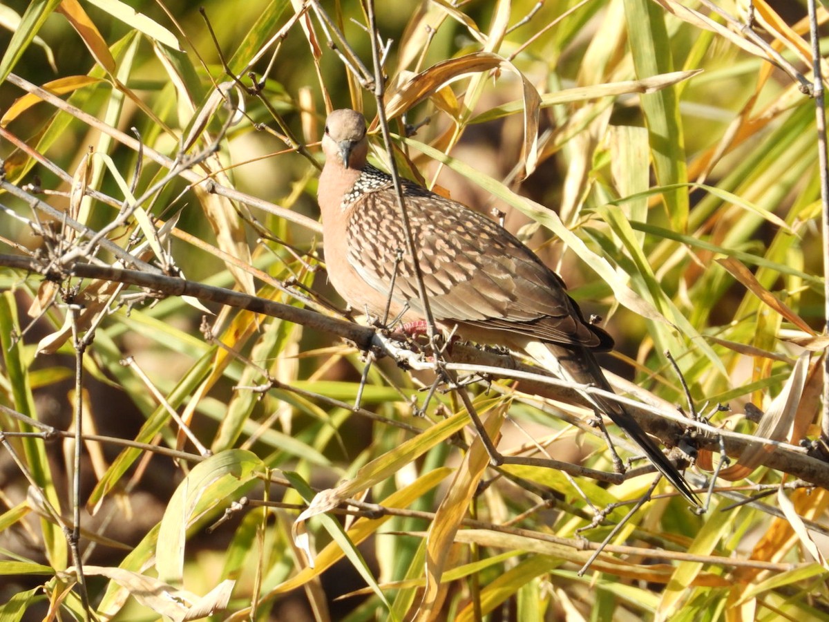 Spotted Dove - ML537091741