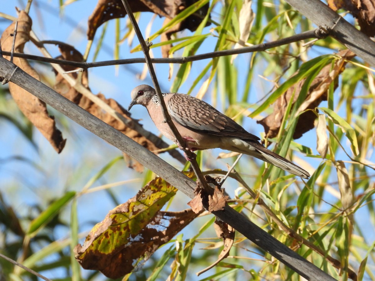 Spotted Dove - ML537091751