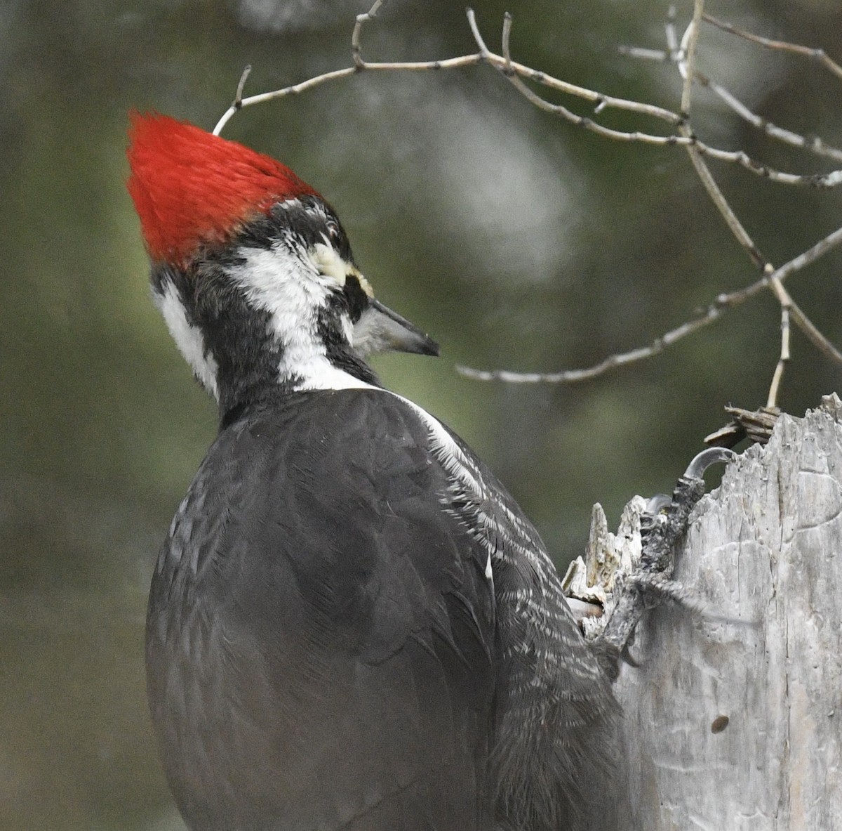 Pileated Woodpecker - ML537091791