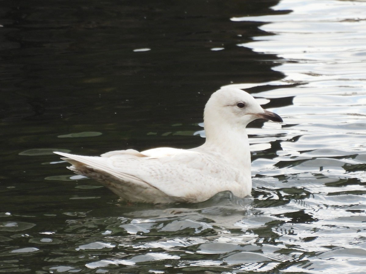 Iceland Gull - ML537093591