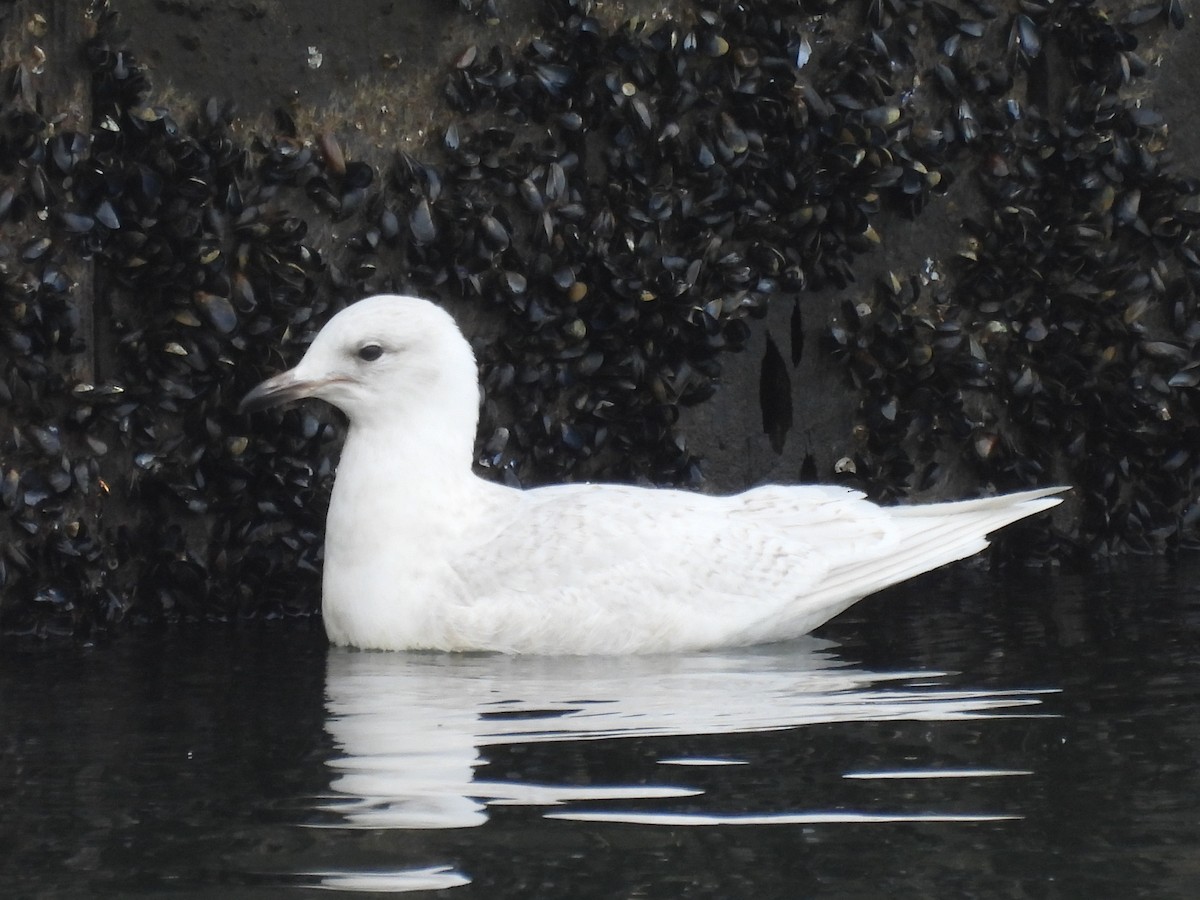 Goéland arctique - ML537093601