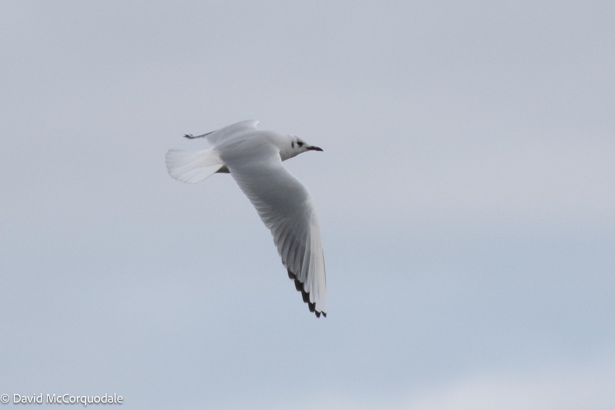 Black-headed Gull - ML537095391