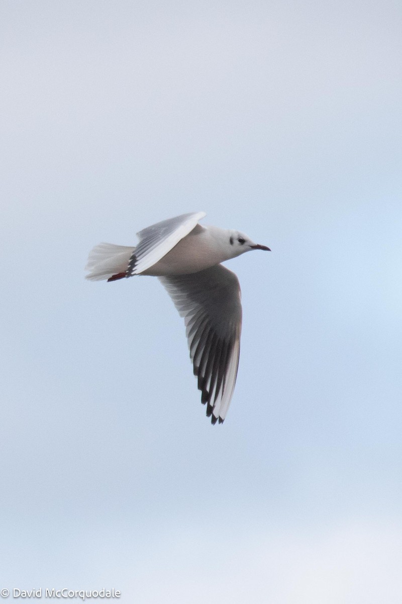 Black-headed Gull - ML537095401