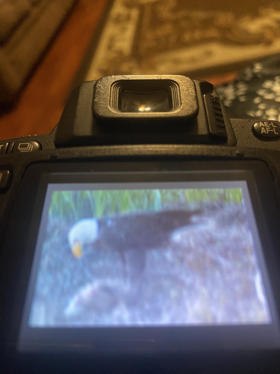 Bald Eagle - ML537096771