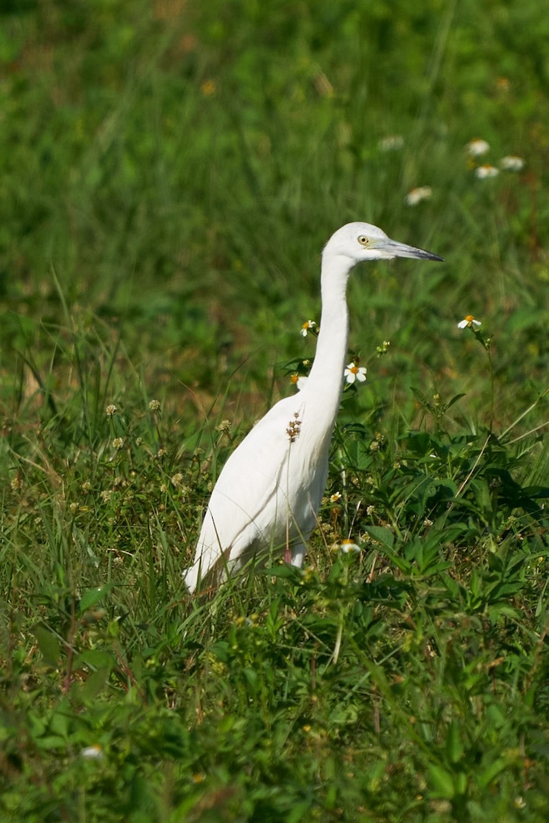 Little Blue Heron - Philip Cumming