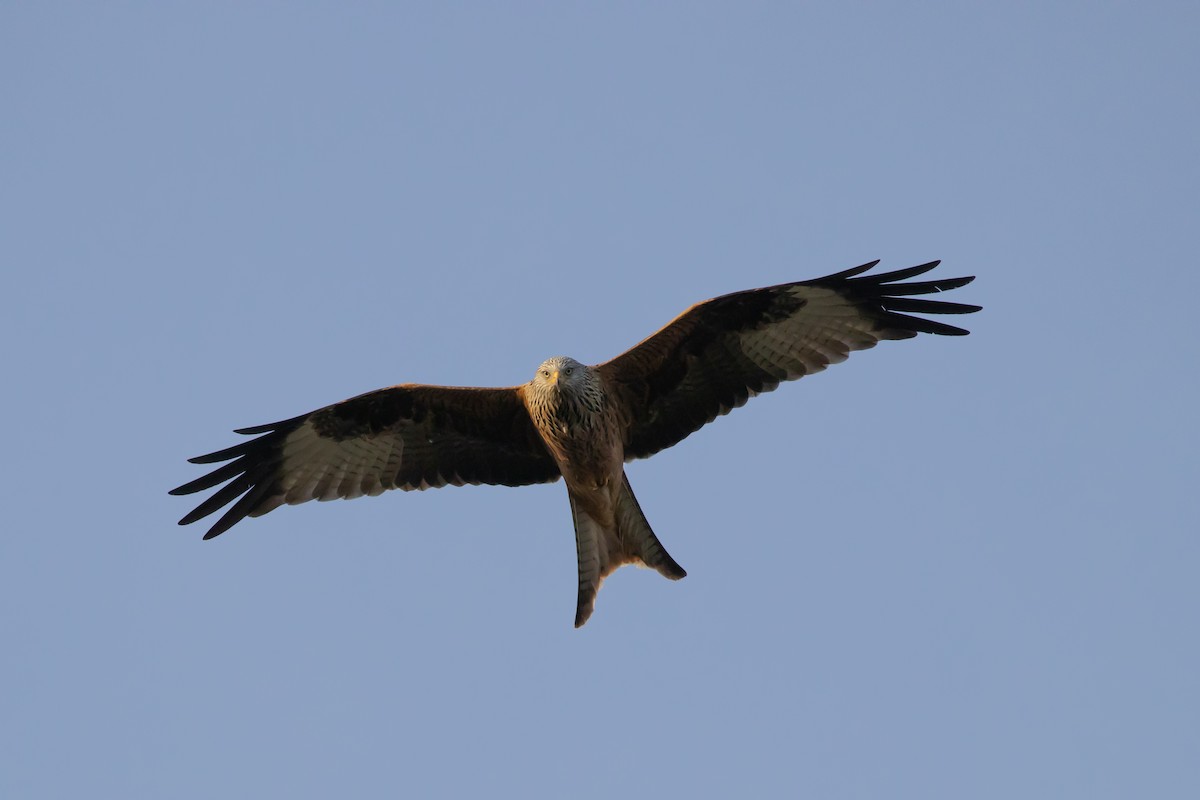 Red Kite (Red) - Magdalena Nogaj