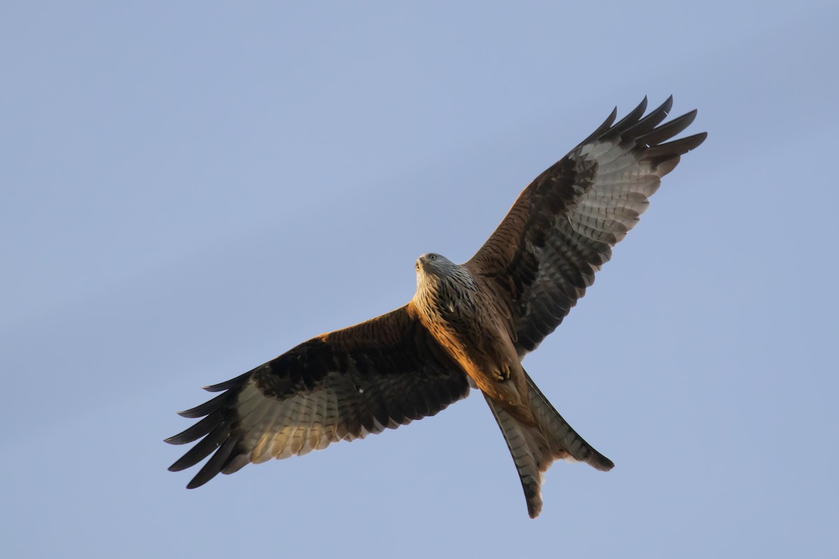 Red Kite (Red) - Magdalena Nogaj