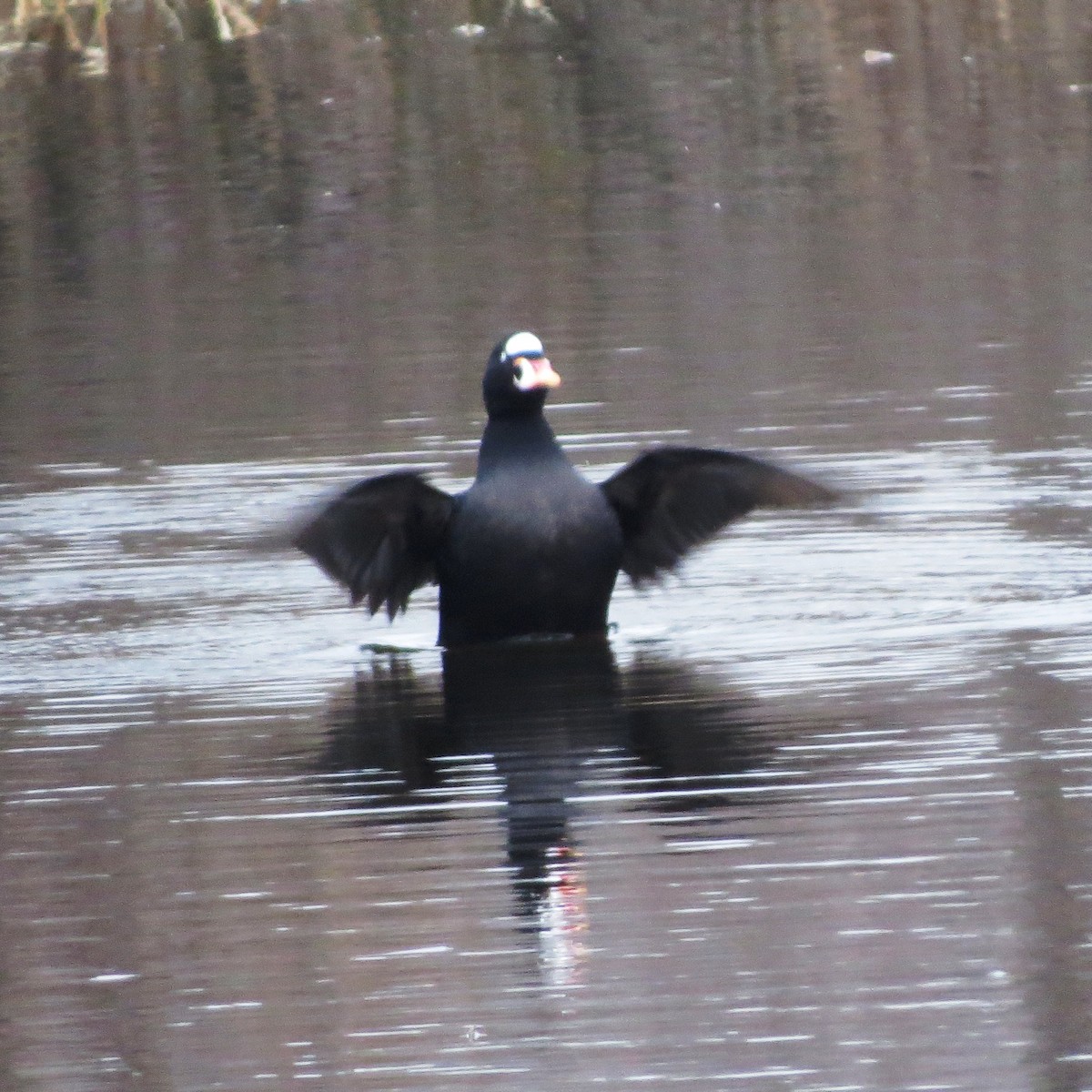 Surf Scoter - ML53709761