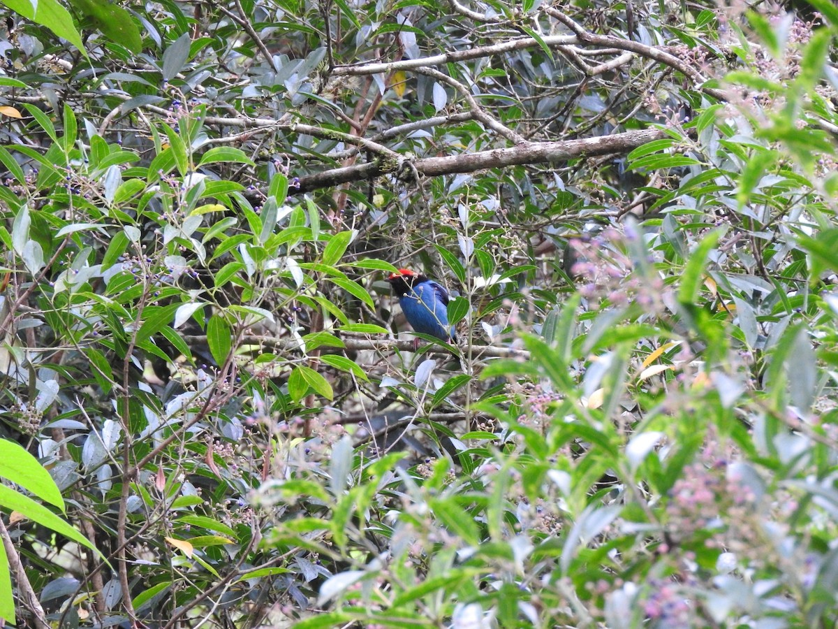 Swallow-tailed Manakin - ML537097731