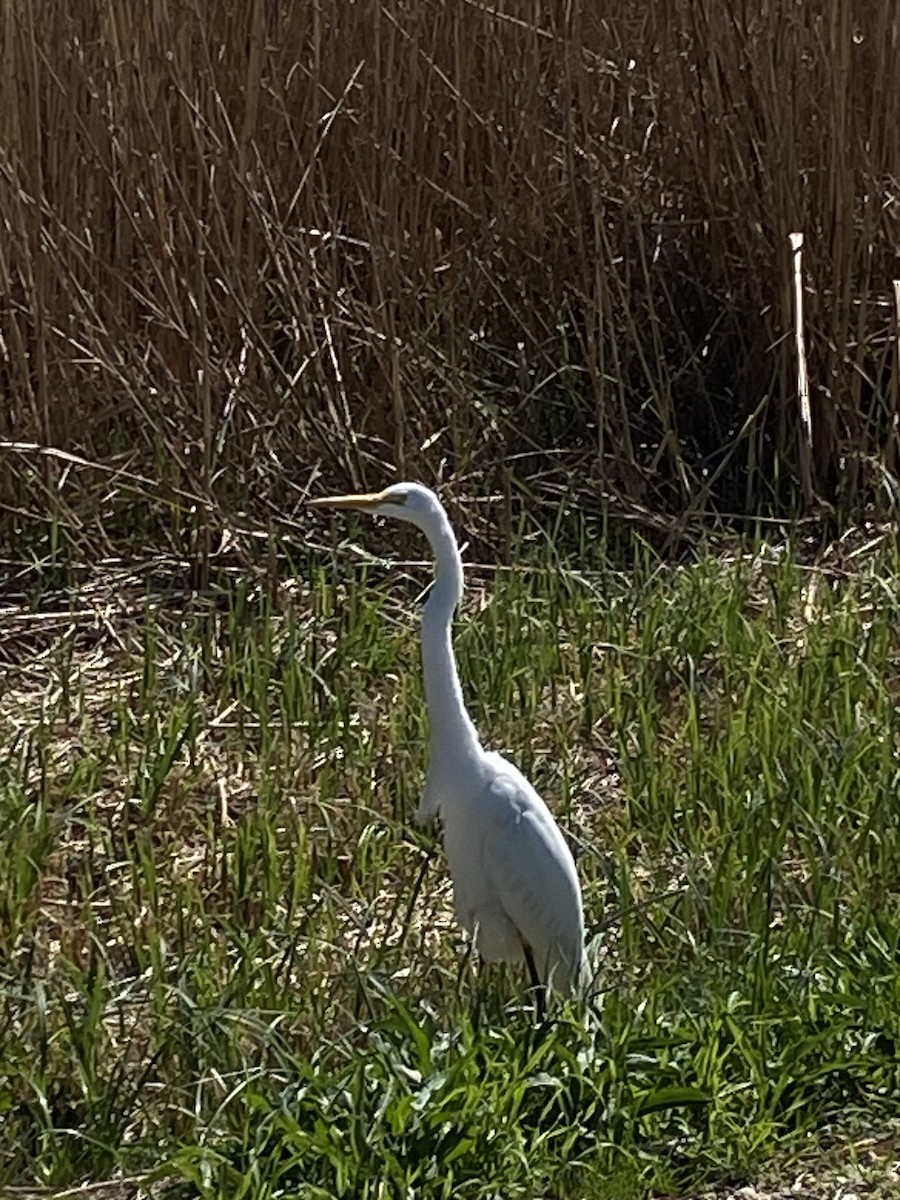 aigrette ou héron blanc sp. - ML537097871