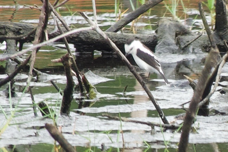 Pied Water-Tyrant - ML537098151