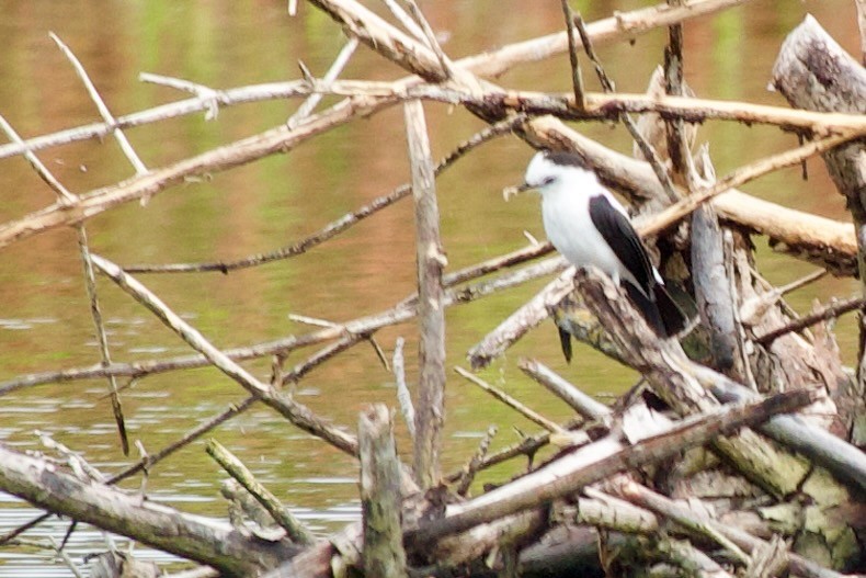 Pied Water-Tyrant - ML537098161