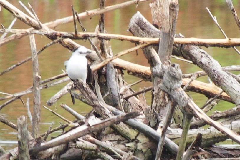 Pied Water-Tyrant - ML537098171