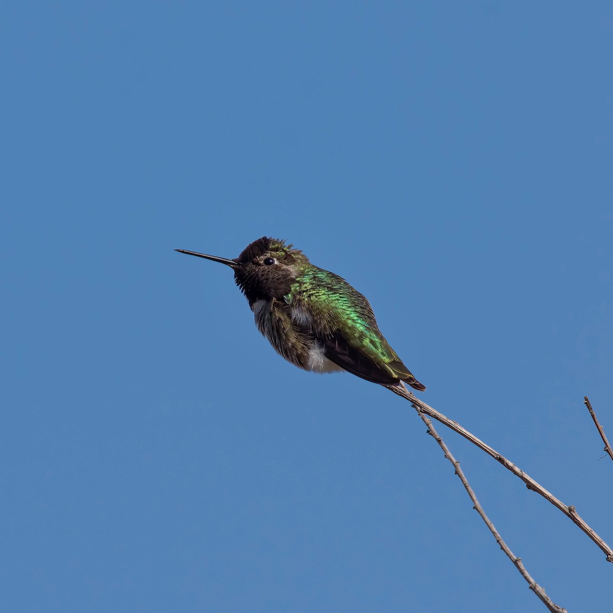 Anna's Hummingbird - ML537098841