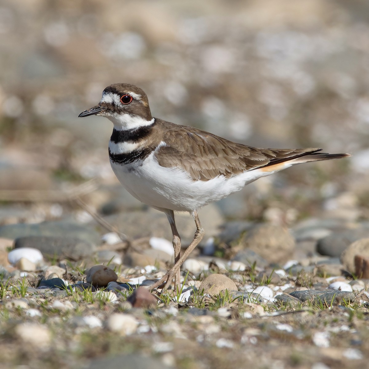 Killdeer - ML537099101