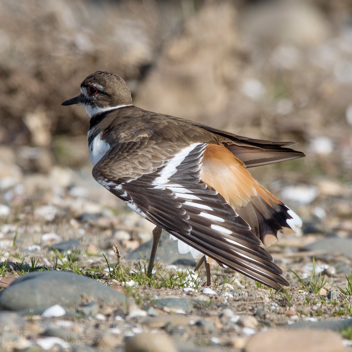 Killdeer - ML537099111