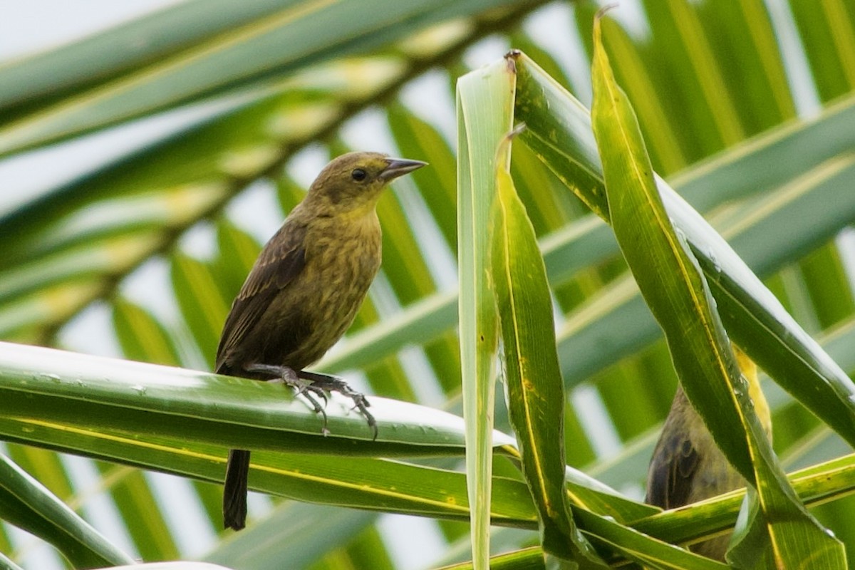 Yellow-hooded Blackbird - ML537099401