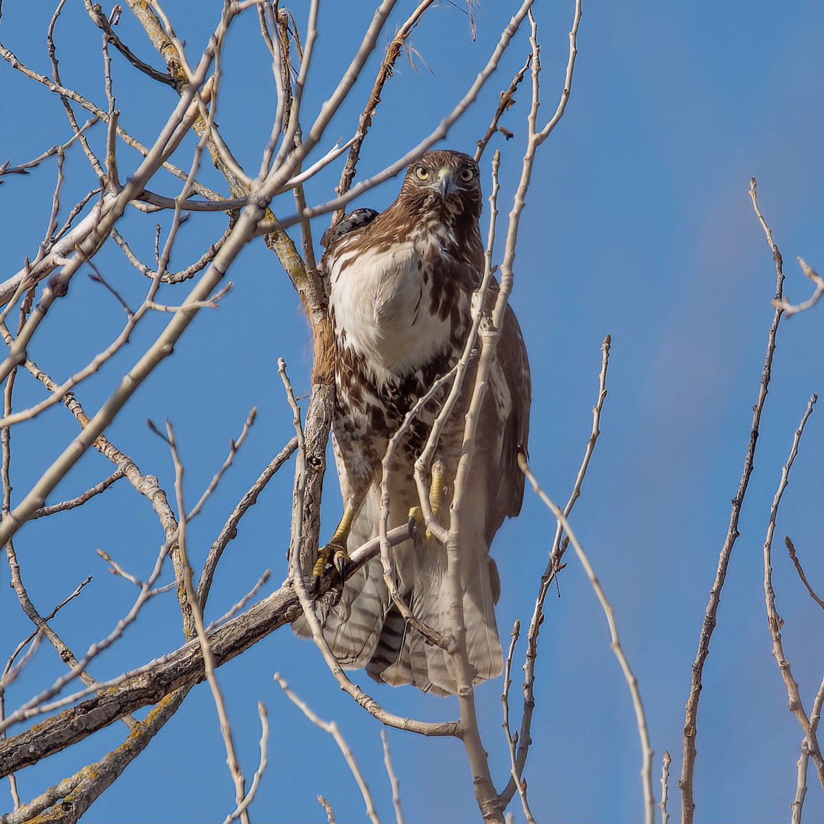 Red-tailed Hawk - ML537099801