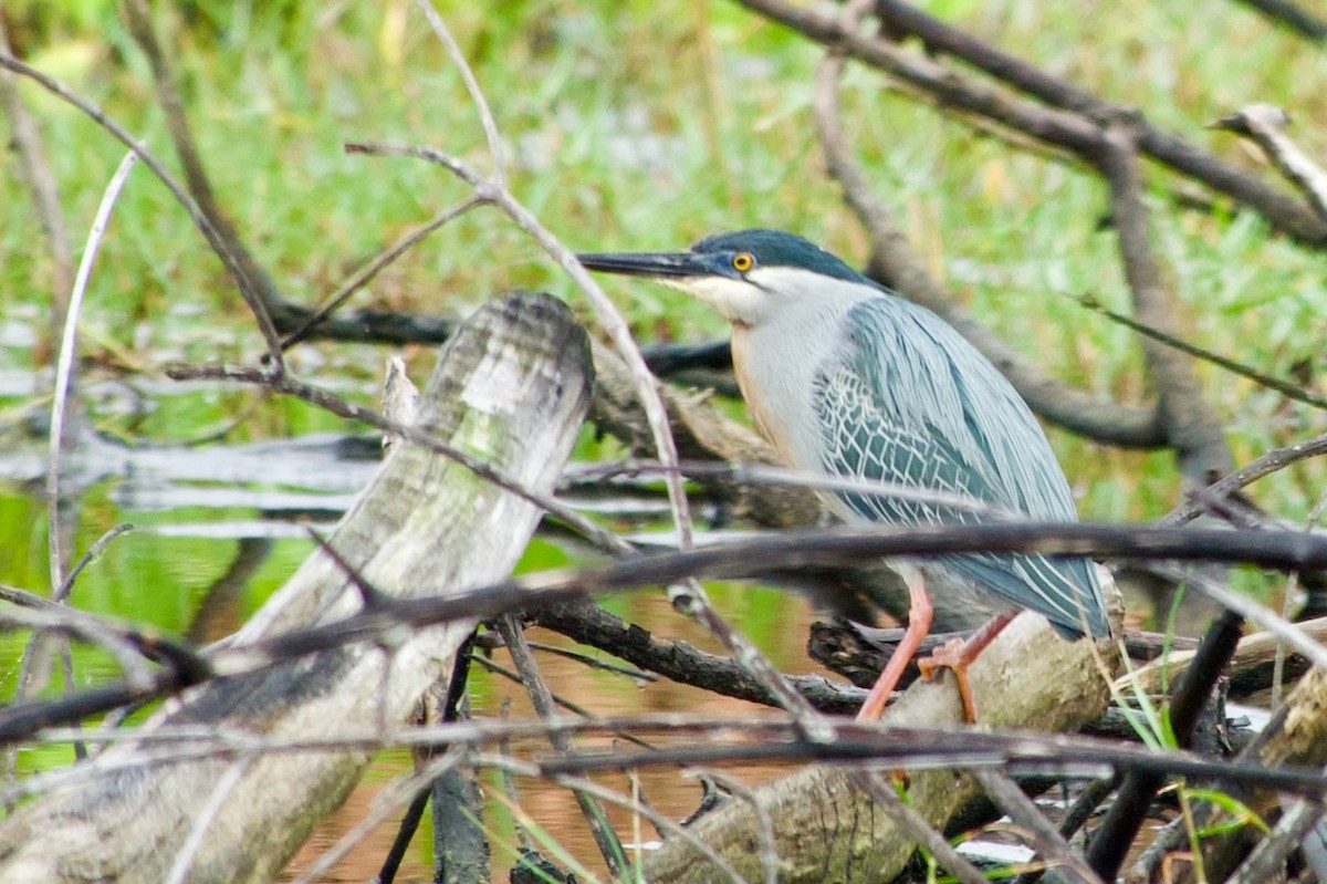 Striated Heron - ML537100181