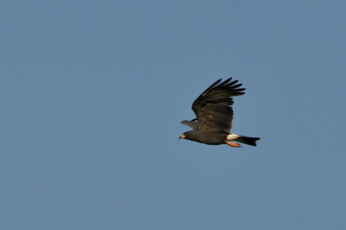 Snail Kite - ML537100971