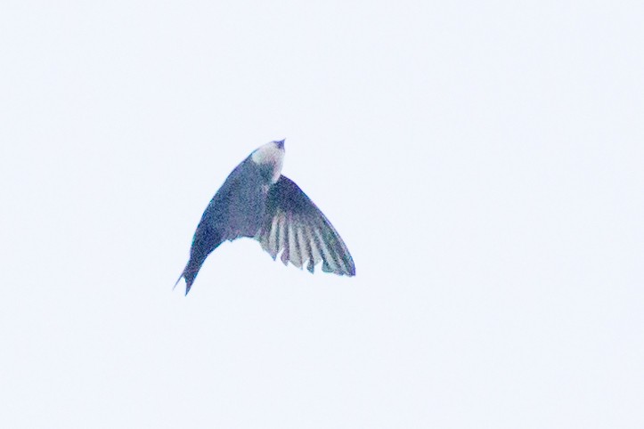 Blue-and-white Swallow - Rob Felix