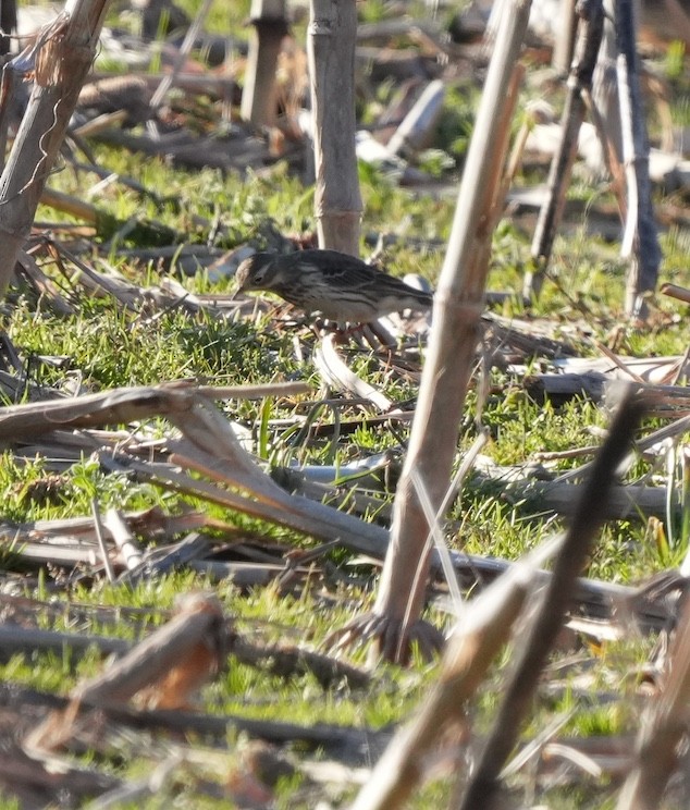 American Pipit - ML537101761